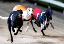 Greyhound racing banned in Wales after Senedd vote