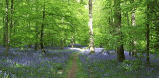 Bisophere Bid Moves ahead