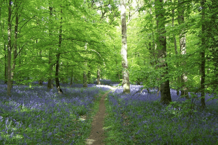 LEGACY: The Forest of Dean moves closer to UNESCO biosphere status, aiming to protect its natural environment and celebrate its unique heritage.