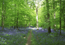 Forest of Dean's UNESCO bid moves ahead