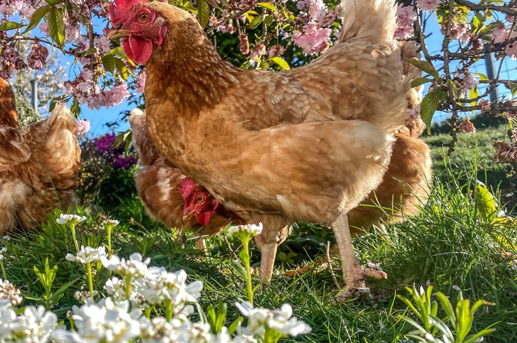 Hen