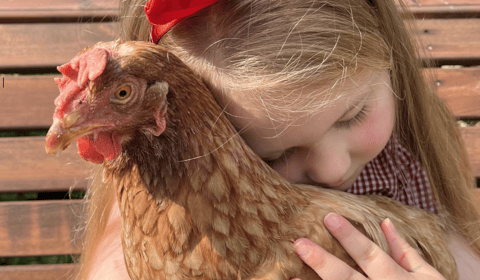 Could you save a hen by offering her a new home this Easter?