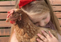 Over 100 hens could be facing slaughter if they don't find new homes by Thursday