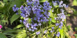 Step into spring: respect, protect and enjoy the Forest of Dean