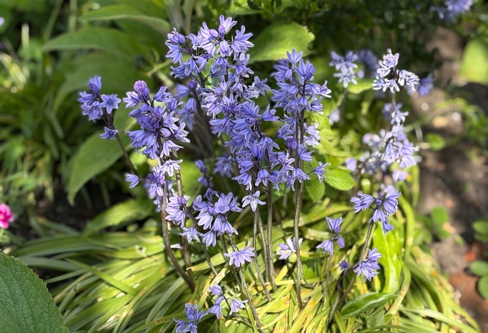 Step into spring: respect, protect and enjoy the Forest of Dean
