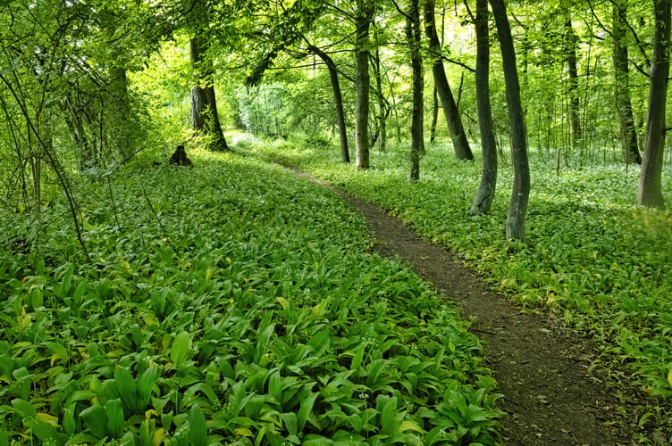 Wild garlic