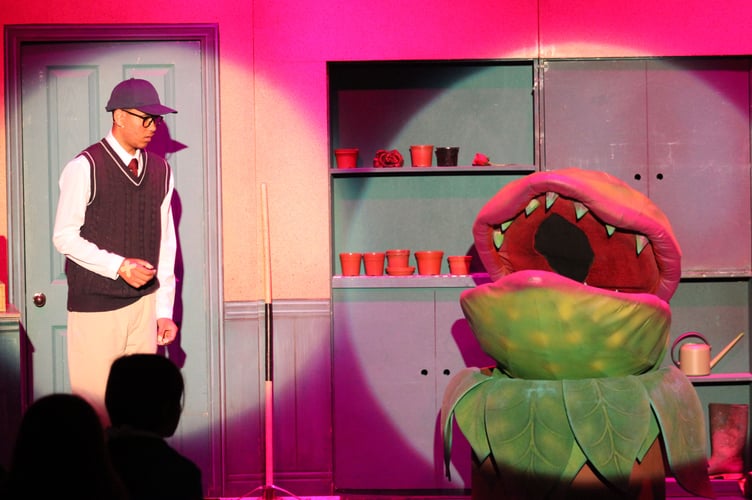 Seymour (Evan Dzangare) Audrey II.