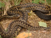 Caution urged as adders emerge in the Forest