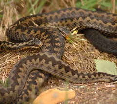 Caution urged as adders emerge in the Forest