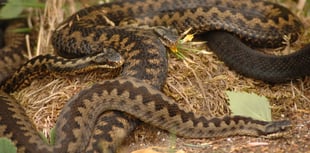 Caution urged as adders emerge in the Forest