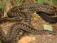 Caution urged as adders emerge in the Forest