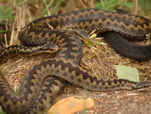 Caution urged as adders emerge in the Forest