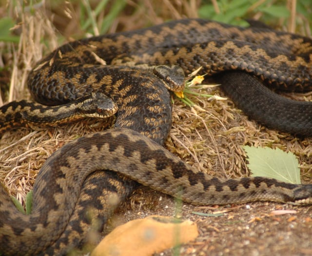 Caution urged as adders emerge in the Forest