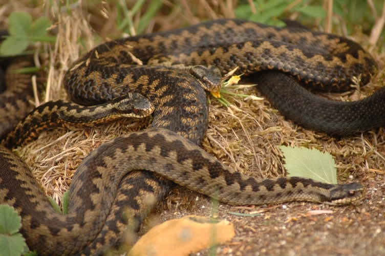 Adders