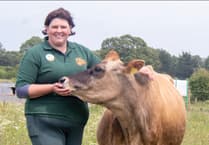 Moo-vers and shakers
