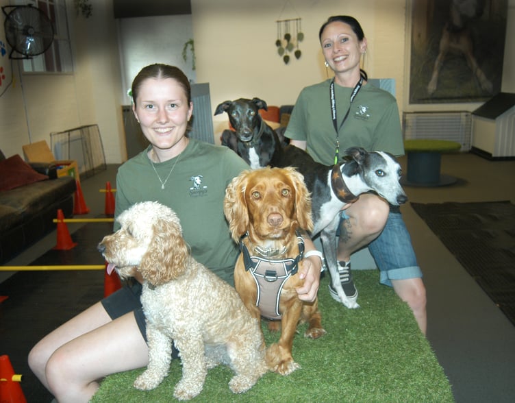 Doggy day care