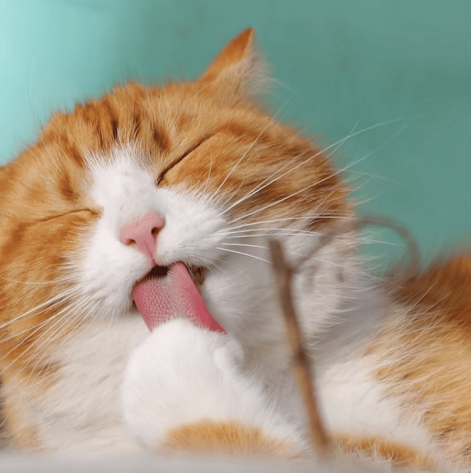 A campaign is encouraging motorists to stay alert for cats and other animals on the roads while highlighting the importance of stopping after a collision.