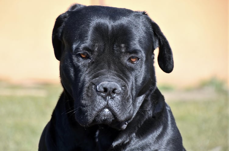 Two Cane Corso dogs attacked a woman near Newent.