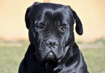 Woman is injured in attack by two dogs