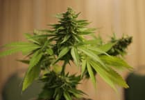 Lydbrook man pleads guilty to cannabis cultivation