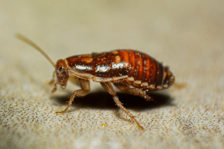 A Forest family has been living with an infestation of bed bugs for 16 months. Library picture.
