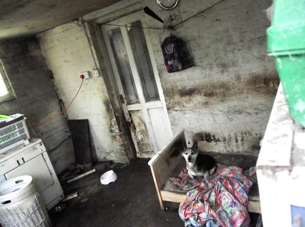Animals were found being kept in disgusting conditions